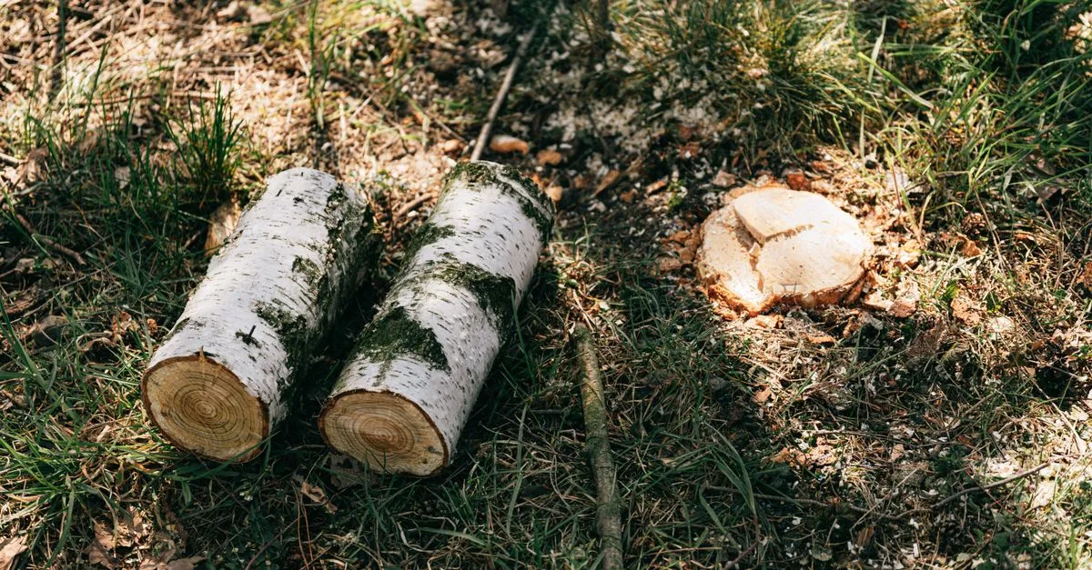 éliminateur naturel de souches : une solution écologique et efficace pour enlever les souches d'arbres sans produits chimiques.