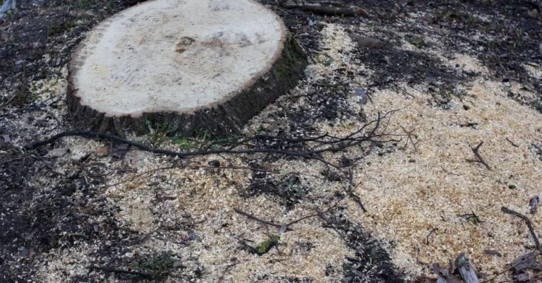 produit naturel pour éliminer efficacement les souches d'arbres sans produits chimiques, facile à utiliser et respectueux de l'environnement.