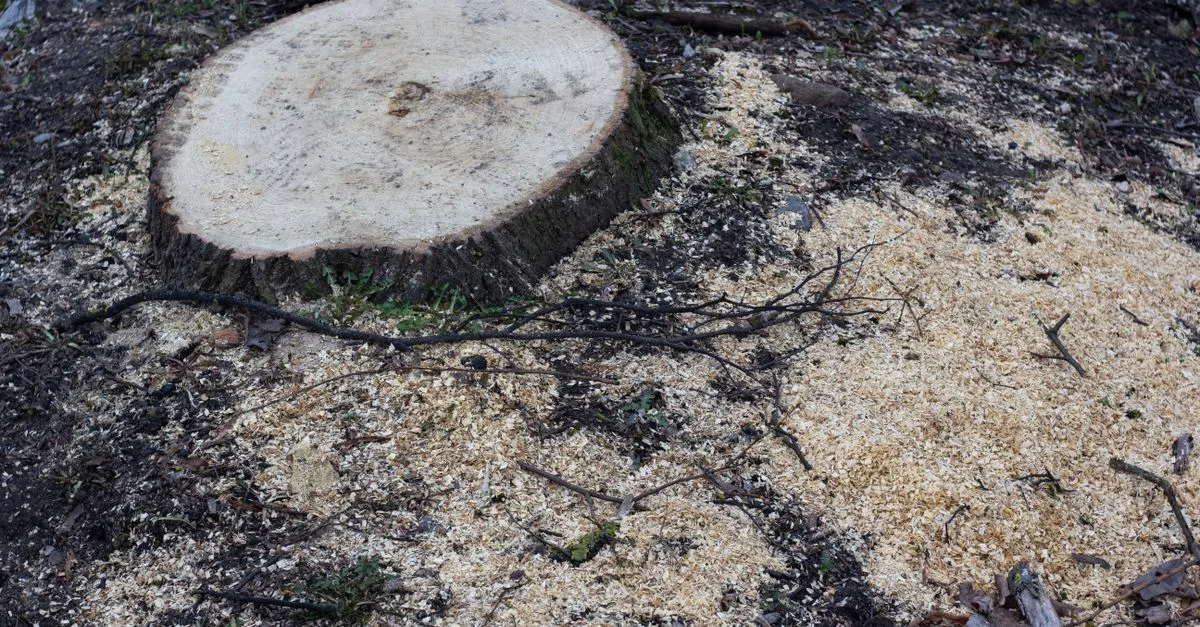 produit naturel pour éliminer efficacement les souches d'arbres sans produits chimiques, facile à utiliser et respectueux de l'environnement.