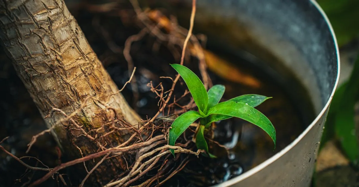 découvrez tout sur les racines de l'oleander : leur croissance, leurs caractéristiques et comment en prendre soin pour une plante saine et florissante.