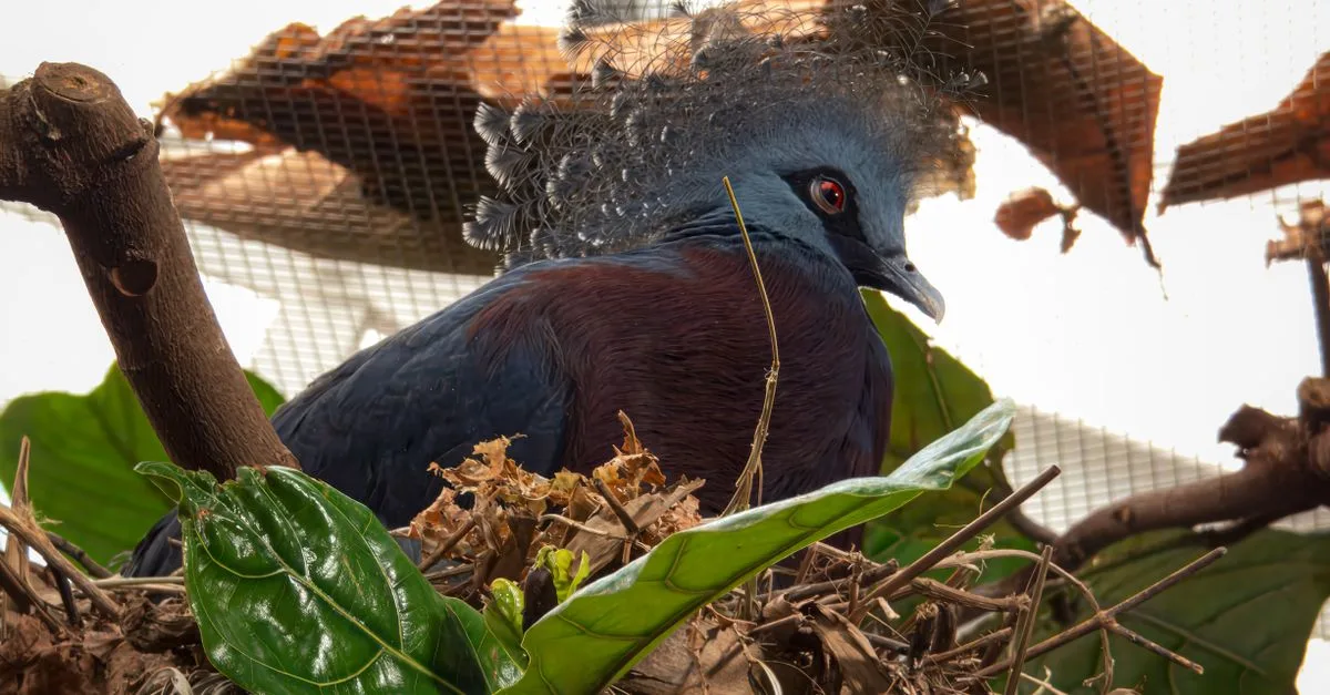 découvrez tout sur le nid de pigeon, son habitat naturel, comment les pigeons construisent leur nid et les meilleures pratiques pour les observer en milieu urbain ou naturel.