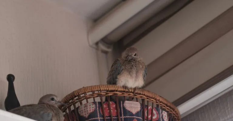découvrez tout sur le nid de pigeon : construction, matériaux utilisés et conseils pour les observer en toute sécurité.