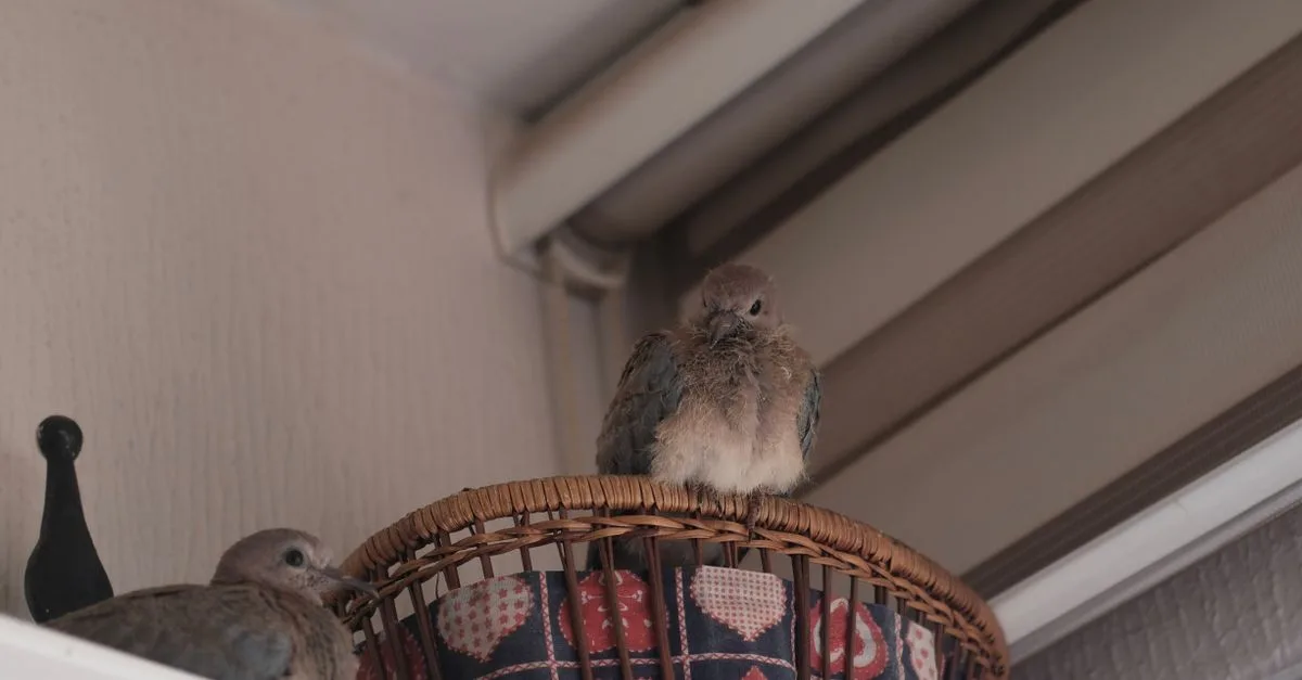découvrez tout sur le nid de pigeon : construction, matériaux utilisés et conseils pour les observer en toute sécurité.