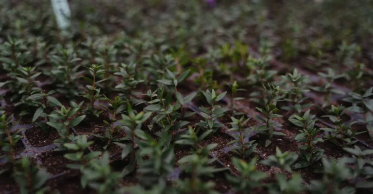 découvrez tout sur la propagation : méthodes, mécanismes et impacts dans différents domaines.