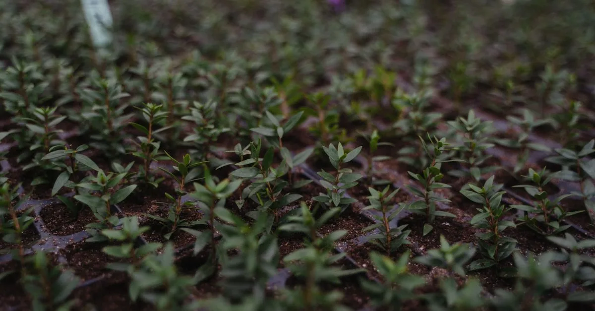 découvrez tout sur la propagation : méthodes, mécanismes et impacts dans différents domaines.