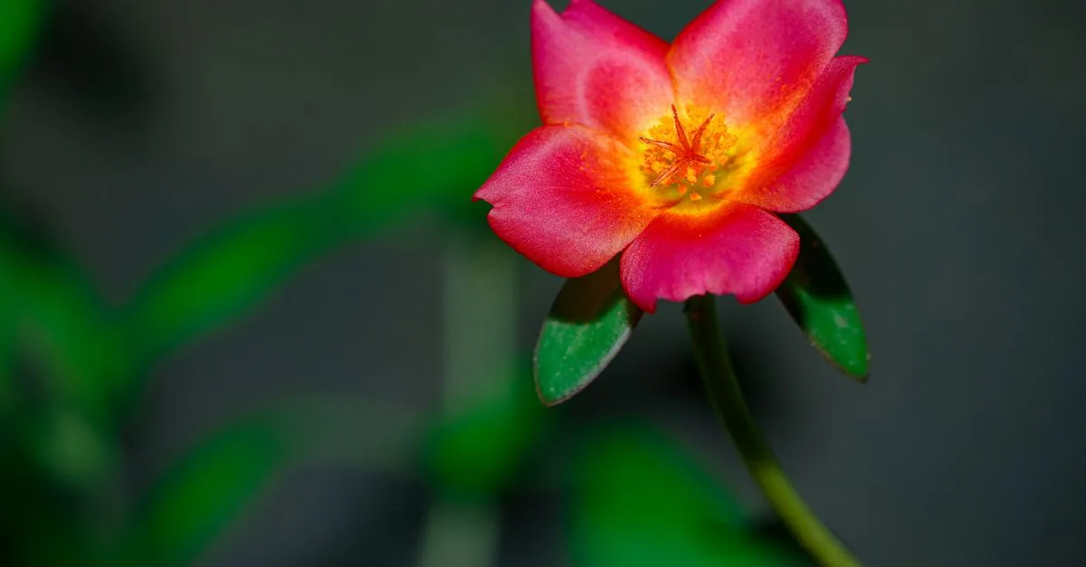 découvrez les effets de la pourpier (purslane) sur le risque de cancer et les bienfaits potentiels de cette plante dans la prévention de certaines maladies.