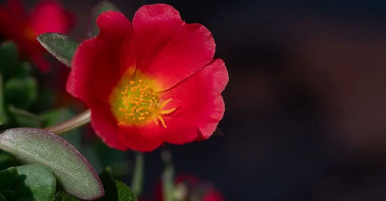 découvrez les effets du pourpier (purslane) sur le risque de cancer, ses bienfaits potentiels et les précautions à prendre.