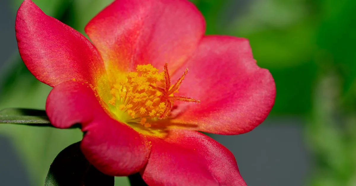 découvrez les informations essentielles sur la sécurité de la pourpier (purslane), ses bienfaits, et les précautions à prendre pour une consommation sans risque.