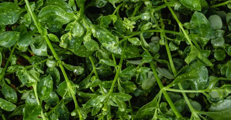 découvrez les informations essentielles sur la sécurité de la pourpier (purslane), ses bienfaits, et les précautions à prendre avant sa consommation.