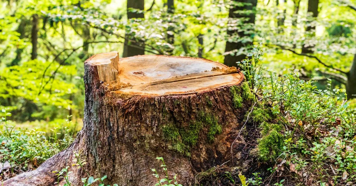 service professionnel d'enlèvement de souches d'arbres pour un jardin propre et sécurisé.