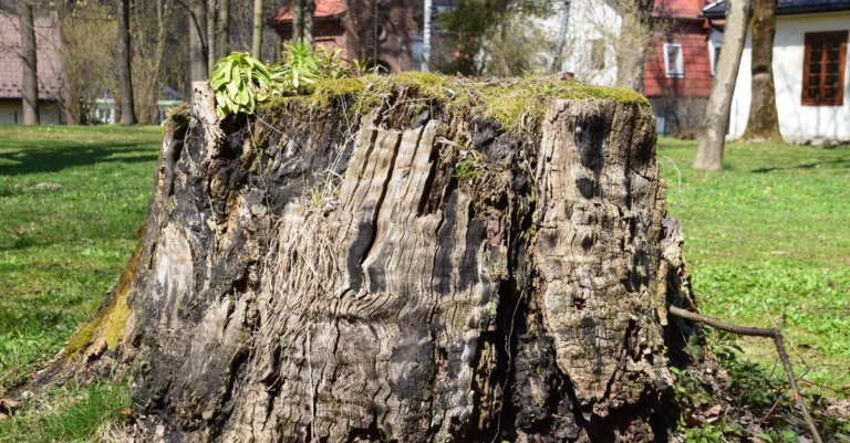 service professionnel d'enlèvement de souches d'arbres pour un jardin propre et sécurisé.