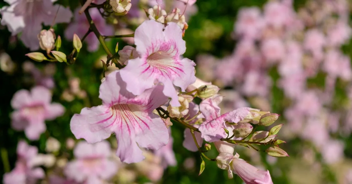 découvrez la trompette de virginie, une plante grimpante aux fleurs éclatantes en forme de trompette, idéale pour embellir vos jardins et attirer les colibris.