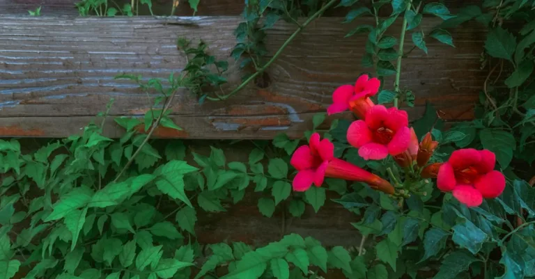 découvrez la trompette de vigne, une plante grimpante aux fleurs éclatantes qui illumine votre jardin de couleurs vives et attire les colibris.