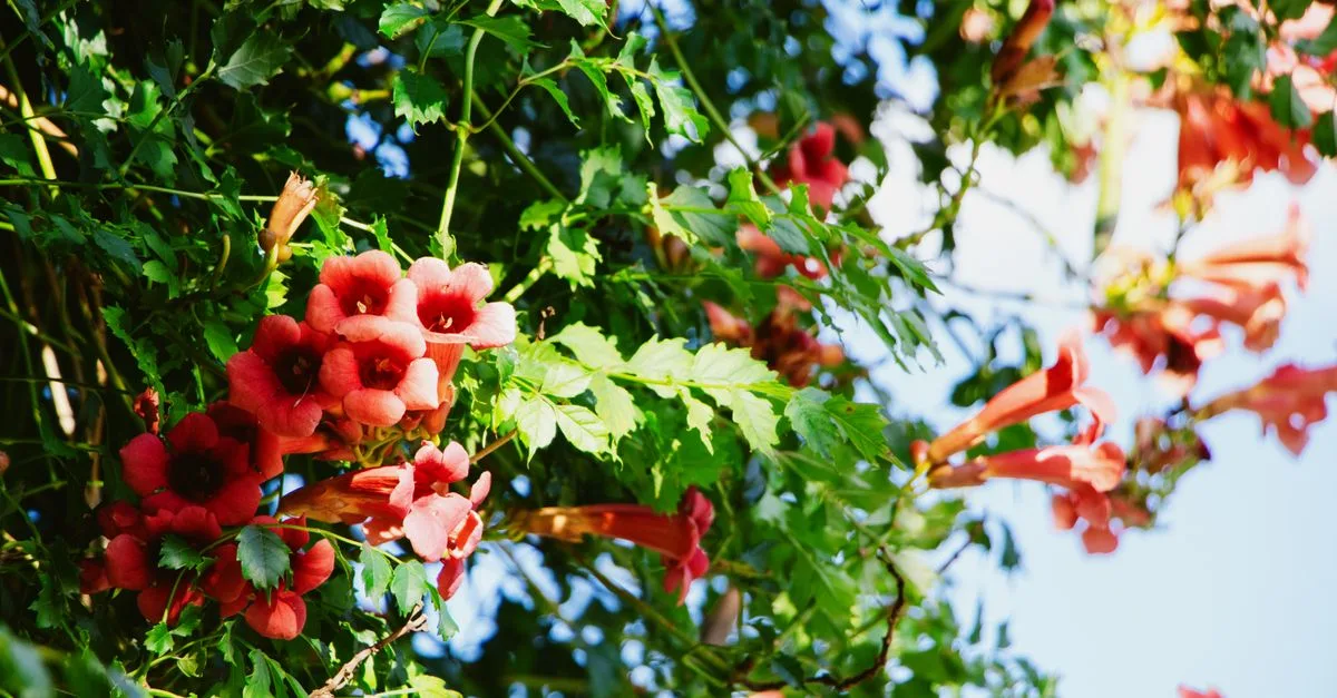 découvrez comment réussir la bouture de bignone pour obtenir une plante vigoureuse et fleurie grâce à nos conseils simples et efficaces.