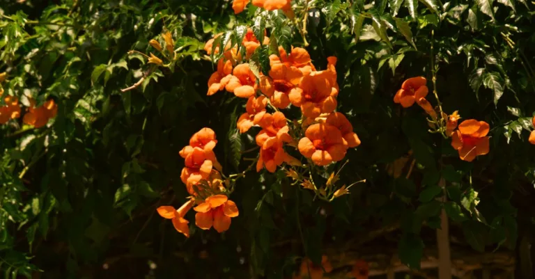 découvrez comment réussir la bouture de la vigne trompette pour embellir votre jardin avec cette plante grimpante spectaculaire et facile à multiplier.