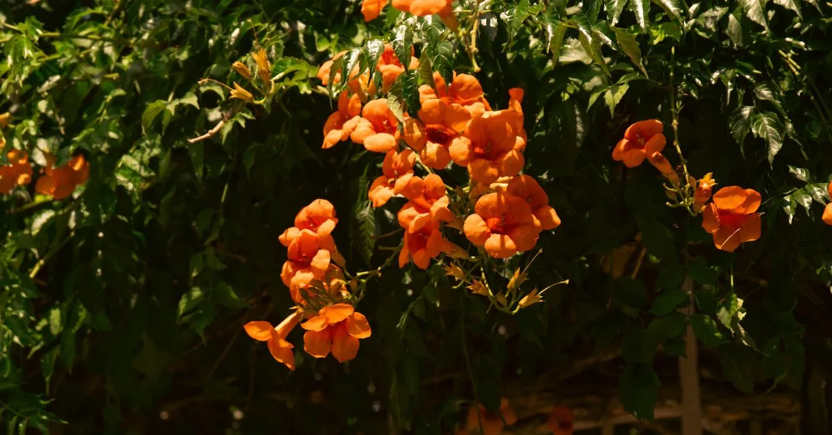 découvrez comment réussir la bouture de la vigne trompette pour embellir votre jardin avec cette plante grimpante spectaculaire et facile à multiplier.