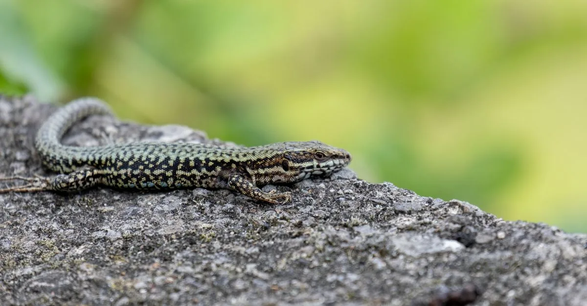 découvrez tout sur le lézard des murs, ses caractéristiques, son habitat naturel et ses comportements fascinants.