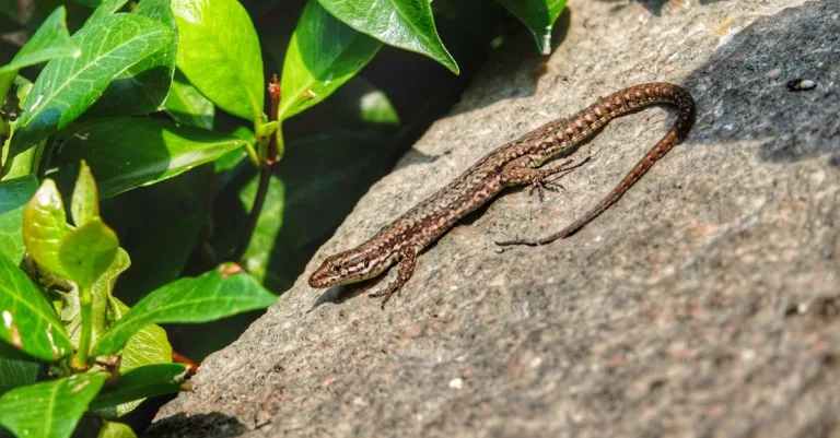 découvrez tout sur le lézard des murs : habitat, comportement et conseils pour l'observer en milieu naturel.