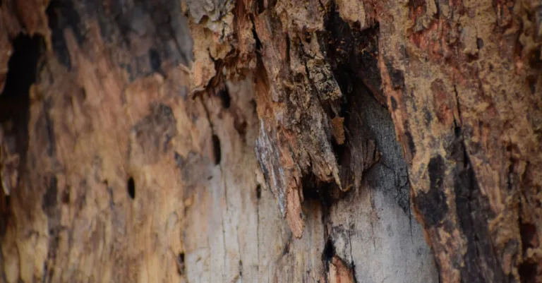 découvrez les causes de la pourriture sèche, ses signes distinctifs et les solutions pour protéger durablement le bois de votre habitation.