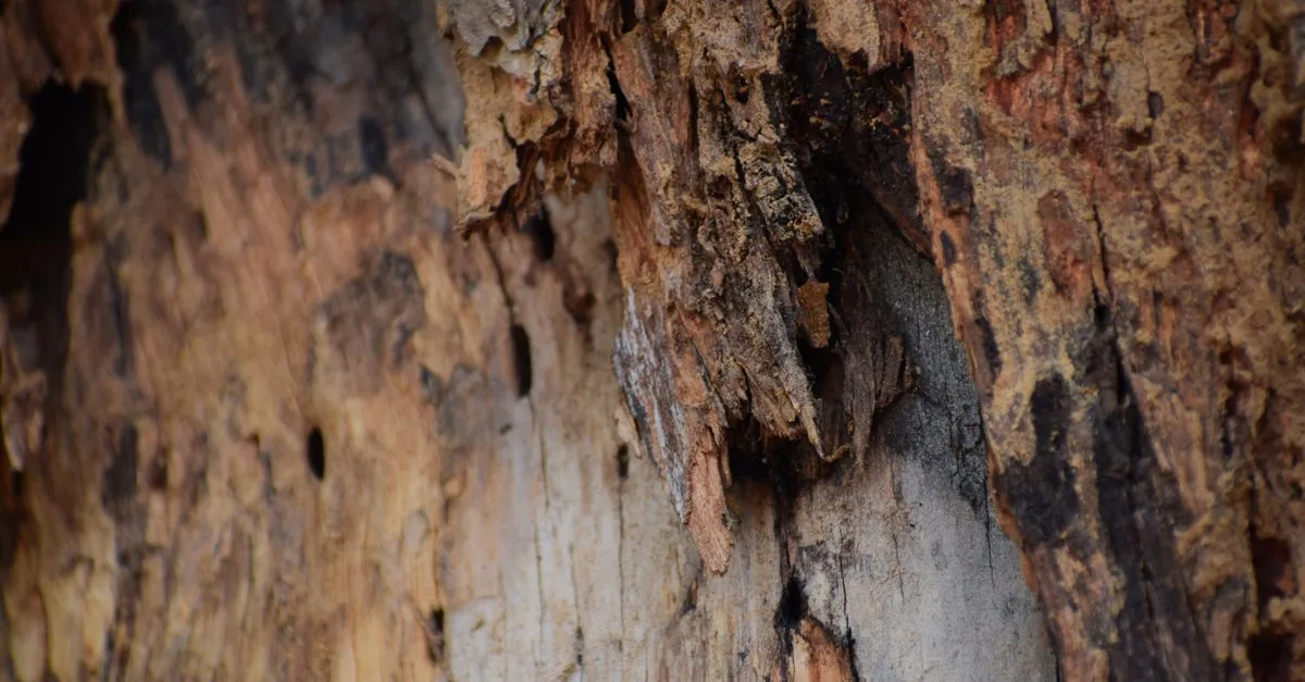 découvrez les causes de la pourriture sèche, ses signes distinctifs et les solutions pour protéger durablement le bois de votre habitation.